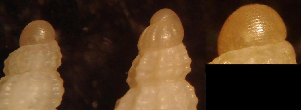 Chauvetia dalle Kerkennah
